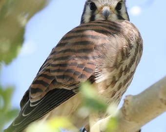 American Kestrel Photography, Rocky Mountain Wildlife Print