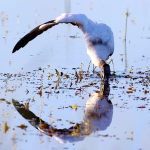 Woodstock, Photography Prints, Metal Prints, Everglades, Wildlife, South Florida Decor
