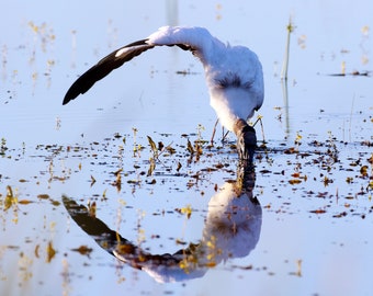 Woodstock, Photography Prints, Metal Prints, Everglades, Wildlife, South Florida Decor