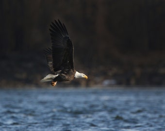 Mississippi River Bald Eagle Photography Print, Midwest Wildlife Decor