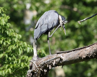 Blue Heron Photography Print, Cuyahoga Valley Wildlife, Metal Art