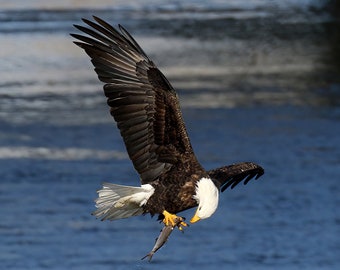 Bald Eagle, Photography prints, Metal prints, Ottumwa, Iowa Wildlife Des Moines River Fishing