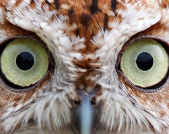 Screech Owl Photography Print, Giant Green Eyes, Wildlife Decor