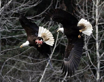 Aquila calva, stampe fotografiche, stampe su metallo, Seward, Alaska, Anchorage, fauna selvatica, uccelli, alberi