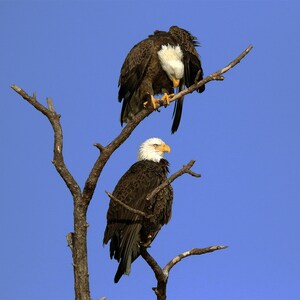 Bald Eagle, Photography Prints, Metal Prints, South Florida Decor