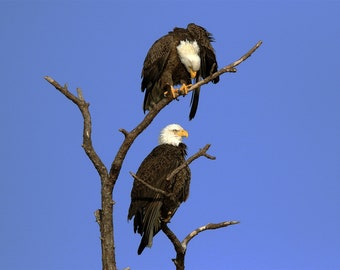 Bald Eagle, Photography Prints, Metal Prints, South Florida Decor