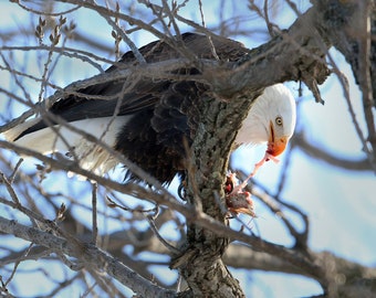 Mississippi River Bald Eagle, Photography Prints, Metal Prints, Raptors, Midwest Wildlife Decor