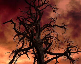 Grand Canyon Tree Photography Print, Southwest Decor, Metal Print