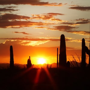 Saguaro National Park Cactus Sunset photography prints, metal prints, Tuscon, Arizona Southwest Home and Office Decor