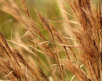 Farmland Wheat, photography prints, metal prints, Midwest Farming Decor