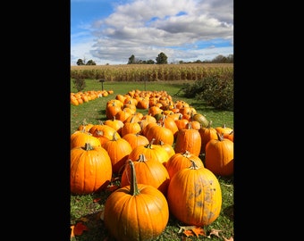 Pumkin Patch, Photograpy prints, metal prints, Cuyahoga Valley, Midwest Ohio Decor
