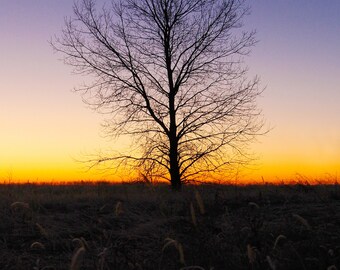 Stampa fotografica di paesaggio di alberi congelati, Two Rivers Wildlife Refuge