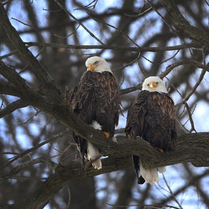 Bald Eagle Pair, Photography Prints, Metal Prints, Mississippi River, Wildlife, Midwest Decor