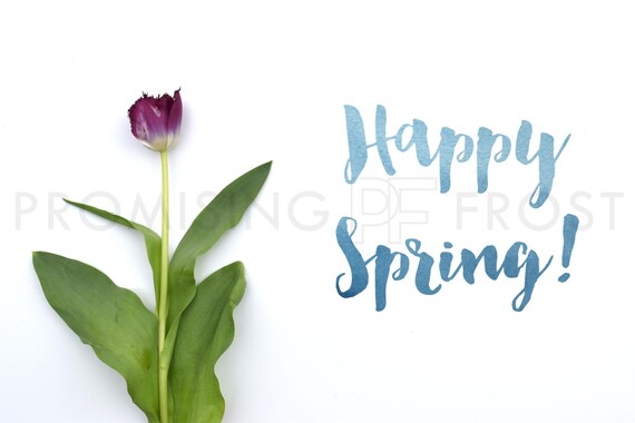 Styled Stock Photography Fringed Tulip Stem In Deep Styled Stock Photography Fringed Tulip Stem In Deep