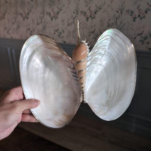 May include: A decorative butterfly made from a large, iridescent seashell. The wings are formed by two large, open shells with a pearlescent sheen. The body is a spiral shell, and the edges are trimmed with silver-colored metal.