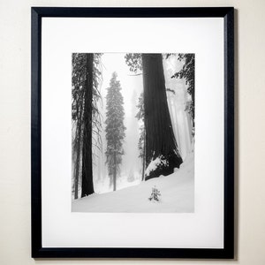 A Sequoia Standing in the Fog, Sequoia National Park, California | Black & White Fine Art Photographic Landscape Print