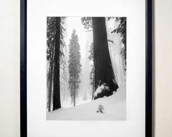 A Sequoia Standing in the Fog, Sequoia National Park, California | Black & White Fine Art Photographic Landscape Print