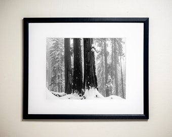 Three Giant Sequoias in Winter, Sequoia National Park, California | Black & White Fine Art Photographic Landscape Print