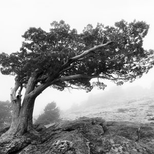 A Windswept Juniper on Donner Peak, Tahoe National Forest, California Black & White Fine Art Photographic Landscape Print image 6