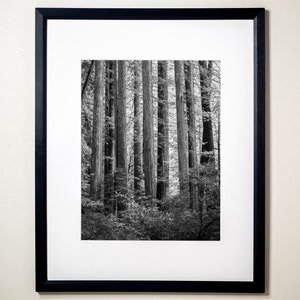 A Line of Redwoods, Humbold Redwoods State Park, California | Black & White Fine Art Photographic Landscape Print