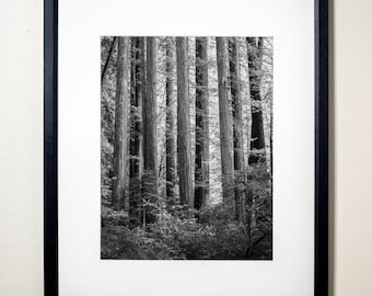 A Line of Redwoods, Humboldt Redwoods State Park, California | Fine Art Photographic Print or Canvas Wrap