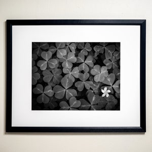 Redwood Sorrel, Jedediah Smith Redwoods State Park, California | Black & White Fine Art Photographic Landscape Print