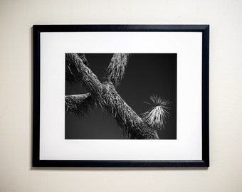 New Growth, Joshua Tree National Park, California | Black & White Fine Art Photographic Landscape Print