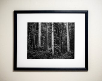 A Wall of Plant Life, Jedediah Smith Redwoods State Park, California | Black & White Fine Art Photographic Landscape Print