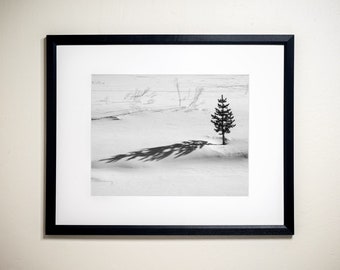 A Tree's Shadow, Toiyabe National Forest, California | Black & White Fine Art Photographic Landscape Print