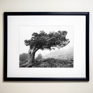A Windswept Juniper on Donner Peak, Tahoe National Forest, California Black & White Fine Art Photographic Landscape Print image 1
