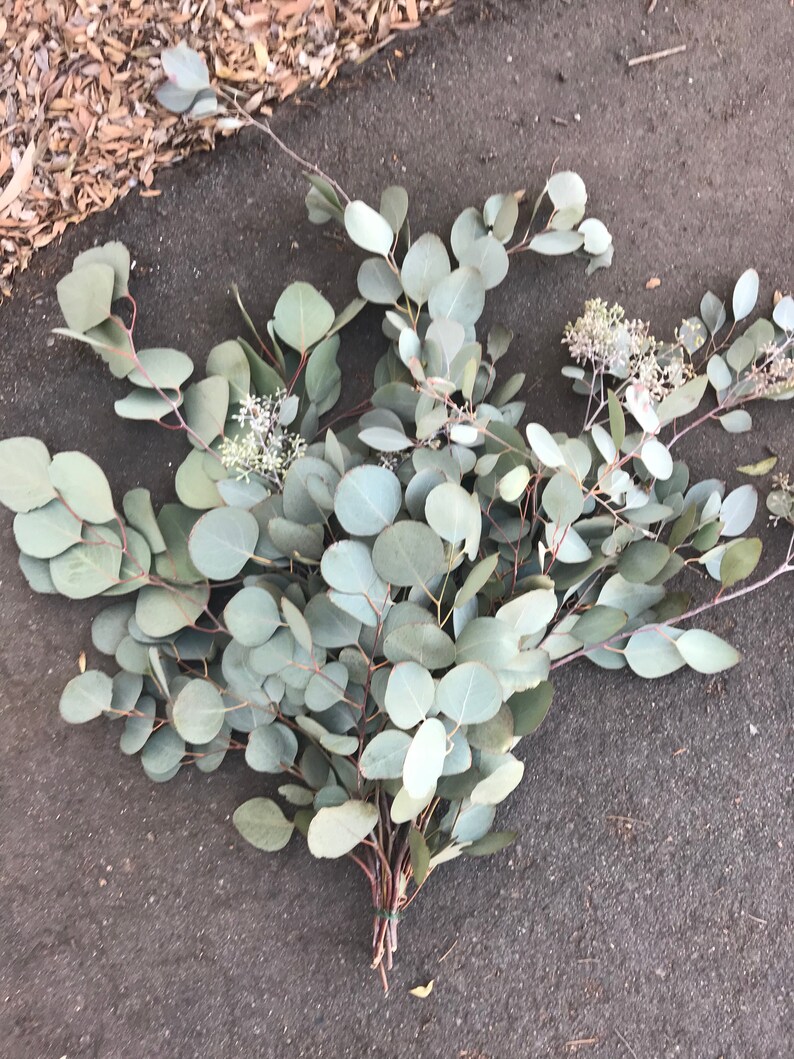 Fresh Eucalyptus silver Dollar bouquet supply Bulk Greenery Etsy