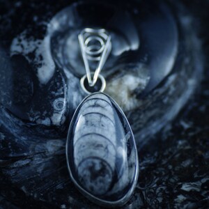 Ceplopod Fossil Pendant in Sterling Silver Setting