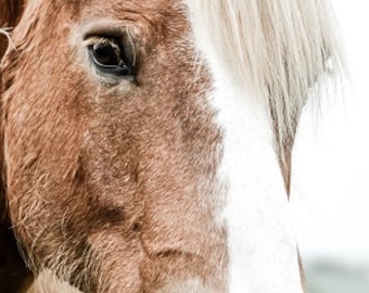 Foto de cavalo, fotografia de cavalo, natureza, animais, foto de belas artes de cavalos, impressão de paisagem, decoração de casa, boho, decoração de paisagem de cavalo