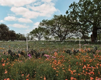 Wildflower Photo, DIGITAL Print, Texas Landscape Photo, Downloadable, Wildflowers, Texas Decor, Texas Art, Bluebonnets, Texas Wildflowers