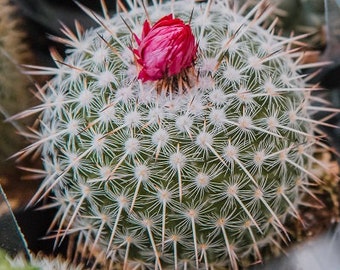 Succulent Photography, Mint, Green, Nature Photography, Botanical Print, Succulent Wall Art, Garden Art, Cactus Photo, Fine Art, Cacti Green