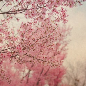 Cherry Blossom Spring Photo, Spring Photography, Blue, Pink, Nursery Art, Room, Nature, Pastel, Tree Photo, Spring Tree Photo, Nature Print
