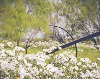 White Poppy Nature Photography Blooms Wildflowers Botanical Flowers Fine Art Photo Print Summer Spring Decor Texas Landscape Field Blue Sky