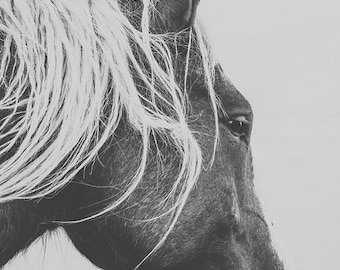 Cavalo fotografia natureza animais cavalos arte fina foto paisagem impressão decoração de casa retrato cabeça olho arte equestre decoração equestre