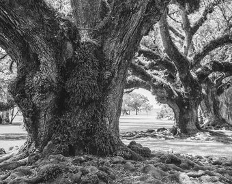 Louisiana Photography, DIGITAL Oak Alley Plantation, Tree Photo, Southern Photo, Louisiana Landscape, Live Oak Tree Art Downloadable Photo