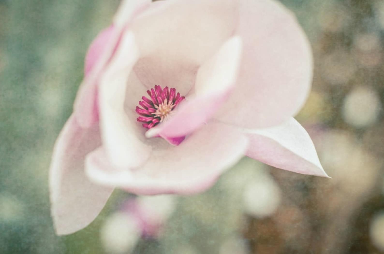 Pink Saucer Magnolia Tree Flower Photography, Blooms, Flowers, Fine Art ...