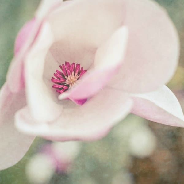 Pink Saucer Magnolia Tree Flower Photography, Blooms, Flowers, Fine Art, Magnolia, Tree Picture, Floral Photography Pink Pastel, Nursery Art