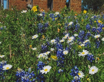 Texas Bluebonnet Photo, Texas Landscape Print, Fine Art Photo, Country Decor,  Texas Wall Art, Daisy, Bluebonnets, Texas Wildflowers Photo