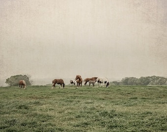 Foto de cavalo, foto de paisagem natureza animais cavalos fotografia, foto de belas artes, impressão de paisagem decoração de casa arte equestre do texas