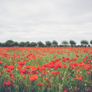 Red Poppy Flowers, Red Floral, Poppies, Flowers, Nature Photo, Fine Art, Landscape, Art Print, Red Color, Wall Art Photo, Flower Picture