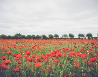 Rote Mohnblume Blumen, rot Floral, Poppies, Blumen, Naturfoto, bildende Kunst, Landschaft, Kunstdruck, rote Farbe, Wand Kunst Foto Blume Bild