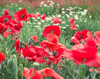 Rote Mohnblume Blumen, rot Floral, Poppies, Blumen, Naturfoto, bildende Kunst, Landschaft, Kunstdruck, rote Farbe, Wand Kunst Foto Blume Bild