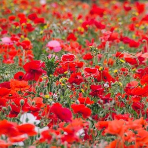 Red Poppy Flowers, Red Floral, Poppies, Flowers, Nature Photo, Fine Art, Landscape, Art Print, Red Color, Wall Art Photo, Flower Picture