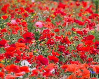 Rote Mohnblume Blumen, rot Floral, Poppies, Blumen, Naturfoto, bildende Kunst, Landschaft, Kunstdruck, rote Farbe, Wand Kunst Foto Blume Bild