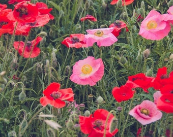 Rosa Mohnblumen, roten Blumen, Mohn, Blumen, Natur-Foto, Kunst, Landschaft, Kunstdruck, rote Farbe, Wand-Kunst-Foto, Blume Bild