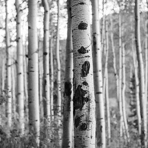 Colorado Aspen Birch Trees,  Nature Forest Photography, Tree Home Decor, Black and White Photo, Leaves Summertime Fine Art Nature Photo